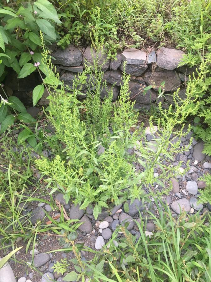 Pousada Rural Simpatia Caculi 外观 照片